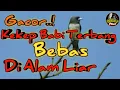 Download Lagu Burung Kekep Babi Gacor Di Alam Liar