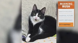 Austin TX Cat found after owner says Lyft driver drove off with her