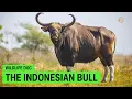 Download Lagu Wild Asia | De oorsprong van de Banteng - Indonesische stier | Wildlife documentaire