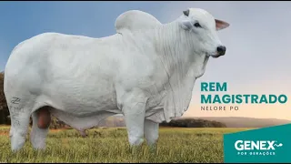REM MAGISTRADO - TOURO NELORE PO