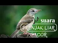 Download Lagu suara burung prenjak liar gacor