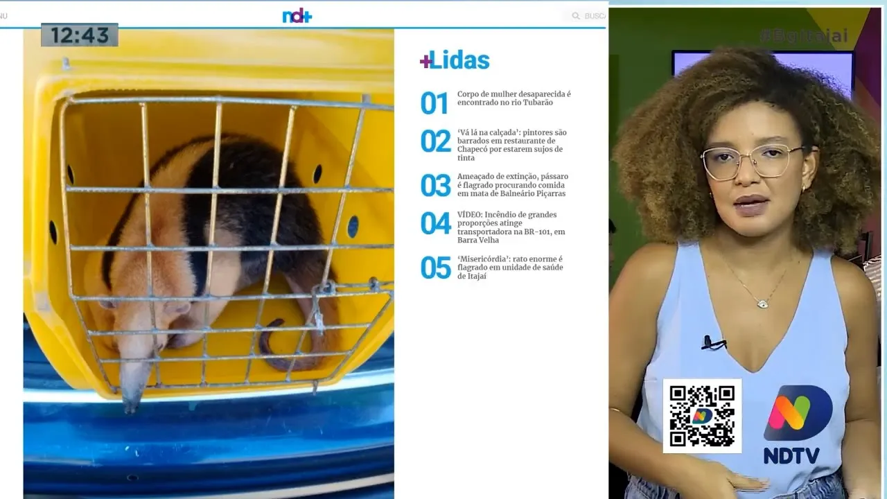 Tamanduá foi encontrado perdido em rodovia de Itajaí