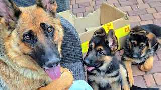 🤪Greedy Mom. Smart German Shepherd puppies. Odessa 2026