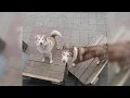 Search underway for missing huskies on Chicago s Southwest Side