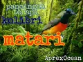 Lagu Kolibri Matari ( suara pancingan \u0026 terapi )