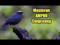 Download Lagu Burung Cingcoang Gacor || Suara Setajan Silet