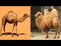 Comparing Dromedary and Bactrian Camels