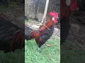 Download Lagu ayam hutan kokok terbaik 2021