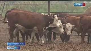ОмГАУ получил грантовую поддержку на улучшение мясного производства