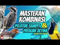Download Lagu MASTERAN SOGON KOMBINASI PELATUK SAMPIT DAN PRENJAK BETINA!!! #sogon #sogongacor #sogokontong