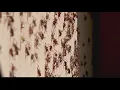 Millions of Mormon crickets invade Nevada town