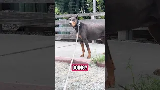 #Fyp #dream #YouTube #doberman #pets