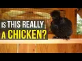 Are Silkies the WORST CHICKEN EVER The Great Debate