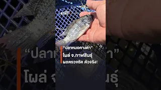 “ปลาหมอคางดำ” โผล่ จ.กาฬสินธุ์ ผลตรวจยืนยันแล้ว ตัวจริง! | Thai PBS News