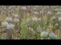 Plants of healing and harm Plant 2 Opium poppy Papaver somniferum