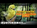 Download Lagu Pancingan pagi dan sore hari agar sirtu bahan cepat gacor dan rajin bunyi