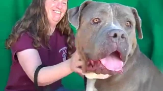 A5025543 Elvis Mastiff Pit Bull