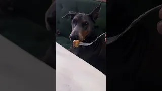 Dinner with Violet .. #doberman #boatlife  #pets #funny #petsofyoutube