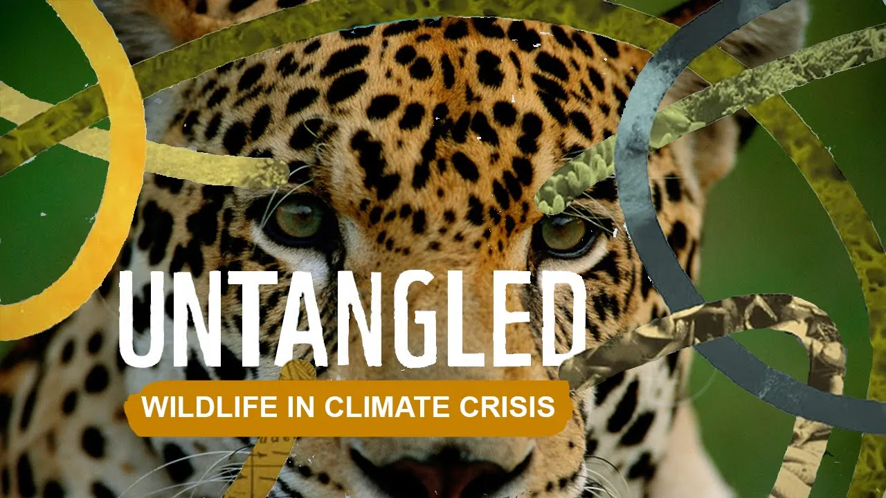 WWF International channel featured image