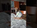 La pagella📄😂 #jackrussell #comedy #merybijouesciarpina #pagelle