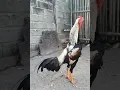 Download Lagu Suara Kokok Ayam Juara Ules Wido Jalak || Chicken Rooster Crowing