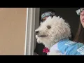 New Mexico poodle mysteriously winds up in Arizona shelter