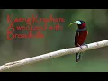 Download Lagu Kaeng Krachan: A weekend with Broadbills