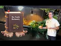 Box Turtle Care Guide - Care Tips