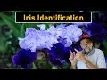What Type of Iris Do You Have