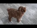 Maltipoo Puppy For Sale
