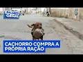Download Lagu Cachorro viraliza na internet ao comprar e levar a própria ração para comer em casa