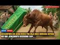 Download Lagu Azab Pak Haji Sombong! Jenazahnya Ditanduk Sapi Saat Mau Dimakamkan Semua Orang Terkejut...