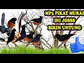 Download Lagu Suara Pikat Murai Batu di Hutan Terbaik Ampuh