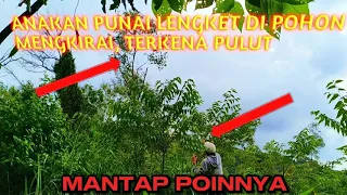 mikat burung punai pagi hari di buah mengkirai 