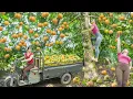 Download Lagu Use Truck To Harvesting A Lot Of Sour Fruit Goes To Market Sell - Farm Life