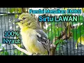 Lagu SIRTU GACOR PANDAI MEMANCING EMOSI LAWAN - SIRTU/CIPOH GACOR NYAUT SEMUA