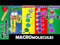 What Are the 4 Major Macromolecules and How Are They Made
