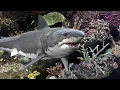 Slippery fish