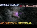 Download Lagu SP PERINTIS ORIGINAL#SUARA WALET#