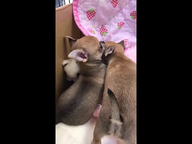 動画