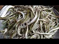 Download Lagu Amazing Kakila fish || Kaklas mas || Kakila fish market || Kakila fish price