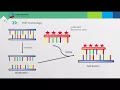 Fluorescent In Situ Hybridization FISH Assay