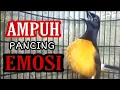 💯% AMPUH Pancing EMOSI | Solusi JITU bikin gacor murai batu malas bunyi