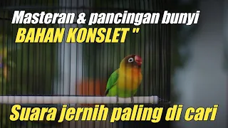 masteran untuk bahan konslet u0026 pancingan bunyi lovebird djarot banjarnegara