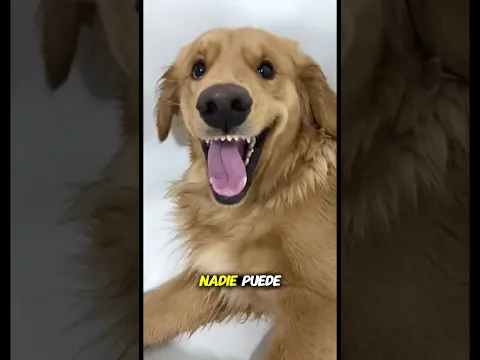 La verdadera felicidad es tener un golden retriever #shorts #perros #goldenretriever