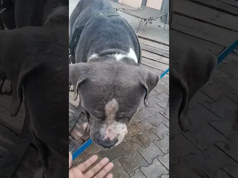pitbull ...