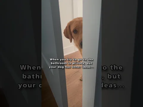 There is absolutely no privacy with having two dogs, but I wouldn't change a thing.