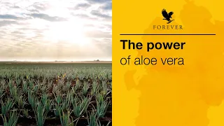 the power of aloe vera forever living uk u0026 ireland