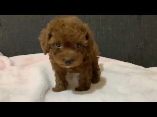 動画