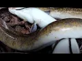 Download Lagu melihat tajur di sungai yg banyak ikan sidat nya ,